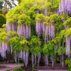 Fast Growing Trees Wisteria - Tree Form See All Shrubs & Hedges