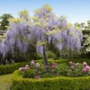 Fast Growing Trees Wisteria - Tree Form See All Shrubs & Hedges