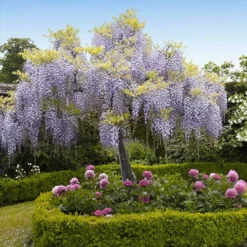 Fast Growing Trees Wisteria - Tree Form See All Shrubs & Hedges