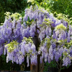 Fast Growing Trees Wisteria - Tree Form See All Shrubs & Hedges